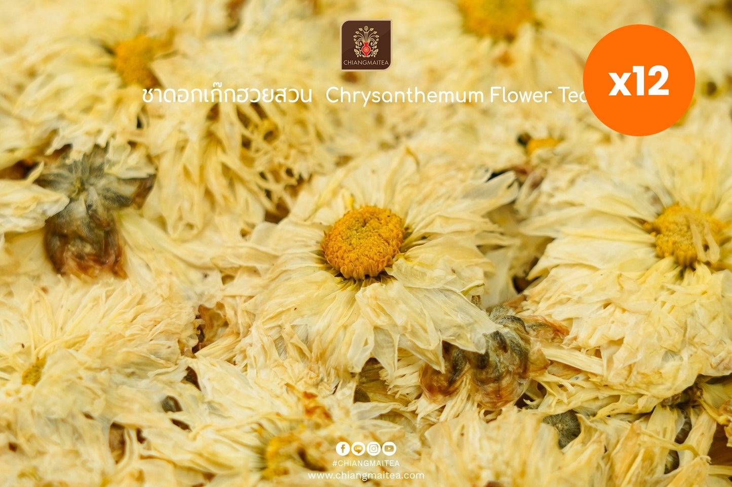 Chiang Mai Tea Dried Chrysanthemum Flowers Garden Grade Cooling Tea 500 g