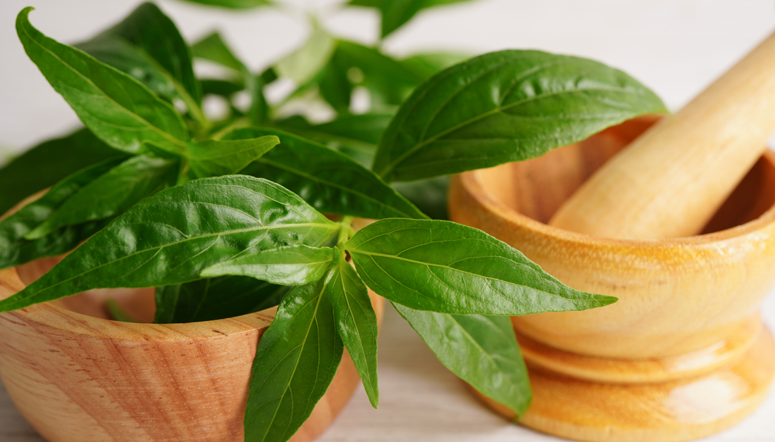 Benefits of Andrographis