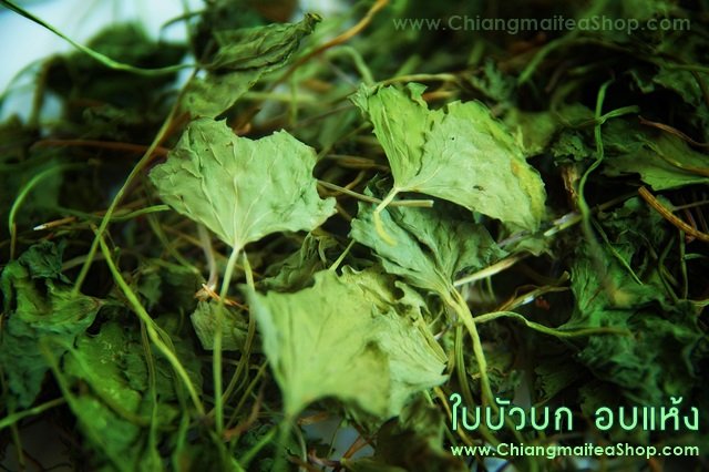 Chiang Mai Tea Gotu Kola Centella Asiatica Herbal Tea Relaxation 1 kg
