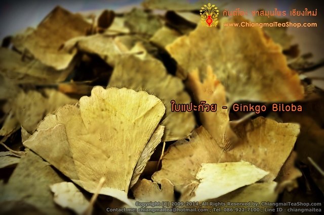 Chiang Mai Tea Ginkgo Biloba Dried Leaf Herbal Tea — 1 kg
