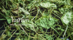 Chiang Mai Tea Gotu Kola Dried Leaf Herbal Tea — 1 kg