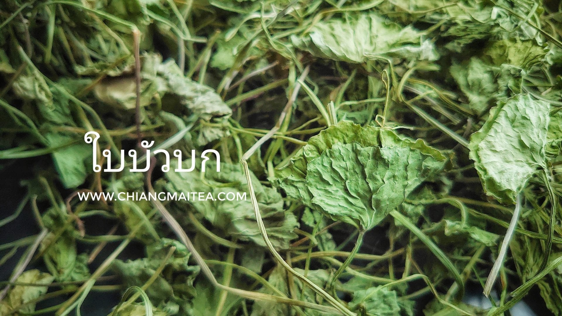 Chiang Mai Tea Gotu Kola Dried Leaf Herbal Tea — 1 kg