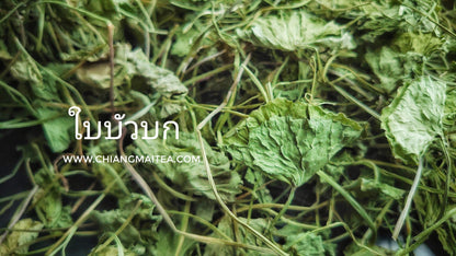 Chiang Mai Tea Gotu Kola Dried Leaf Herbal Tea — 1 kg