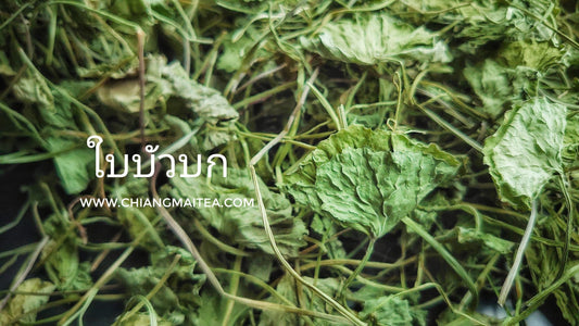 Chiang Mai Tea Gotu Kola Dried Leaf Herbal Tea — 1 kg